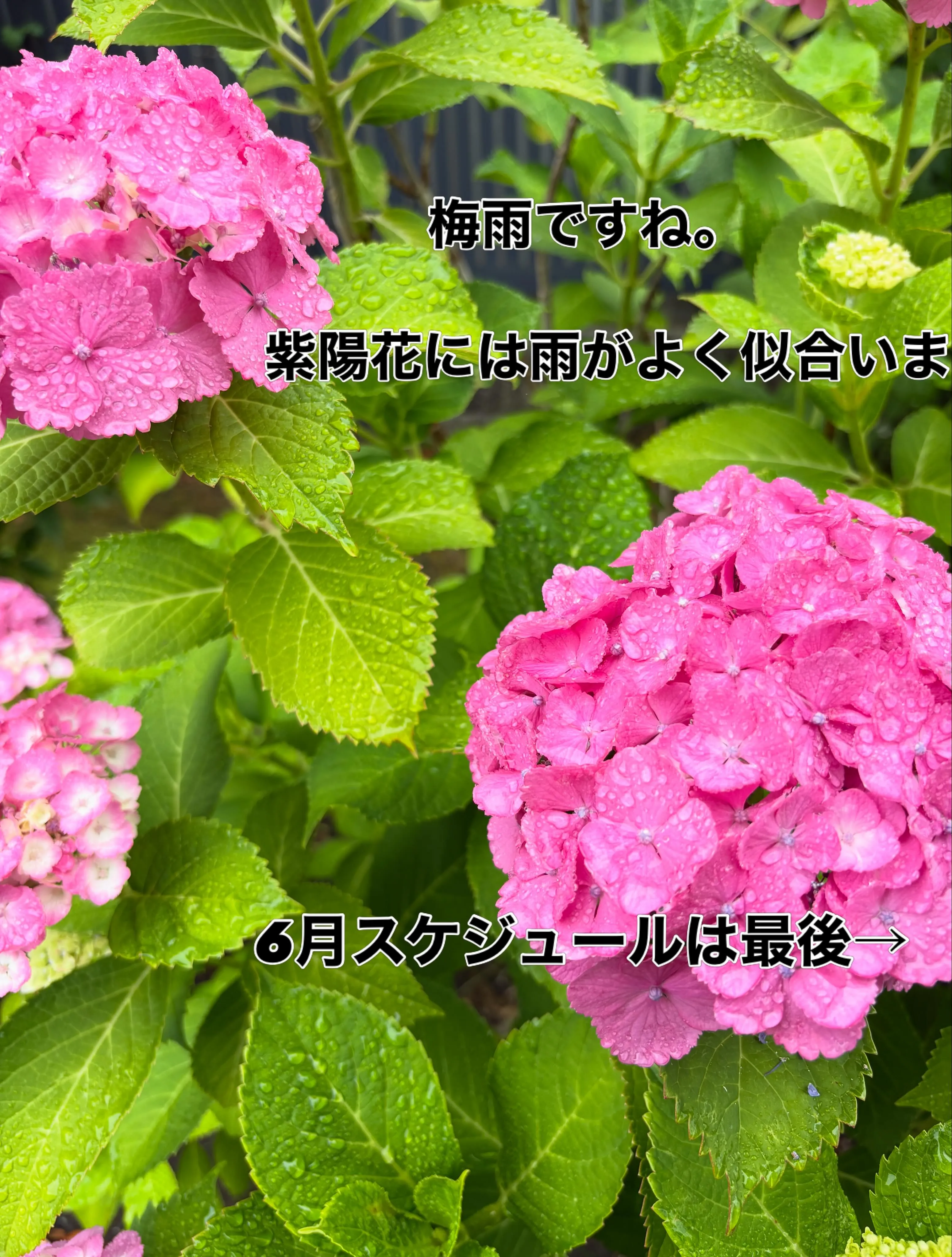 [6月　オープンクラススケジュール]